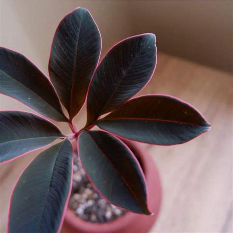 jual umbi amorphophallus atroviridis  umbi shopee indonesia