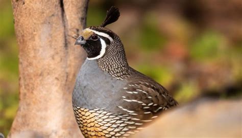 breeds of coturnix quail