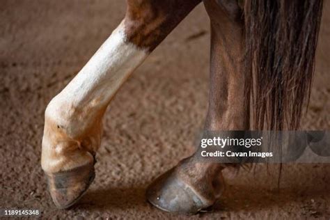 horse feet stock  high res pictures  images getty images