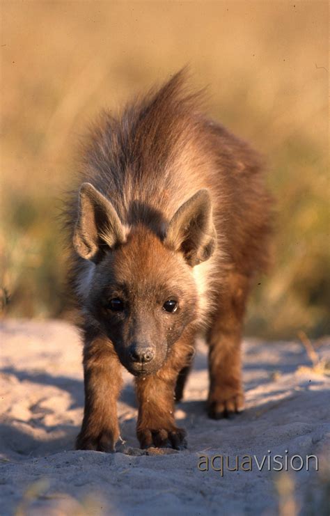 brown hyena cub