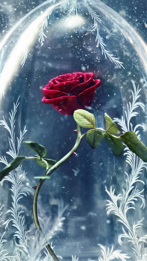 Disney Beauty And The Beast Rose Wallpaper