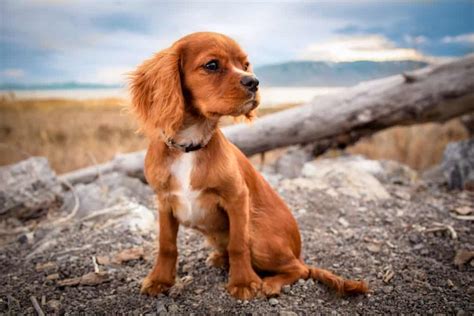 cavalier king charles spaniel breed profile petslife dog training