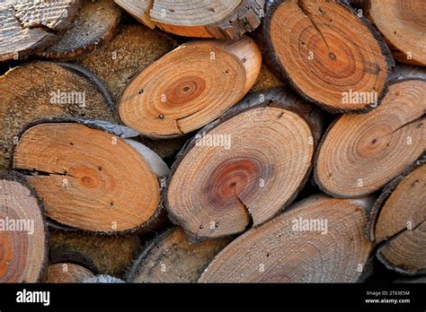 pine cross section stitching  stock photo alamy