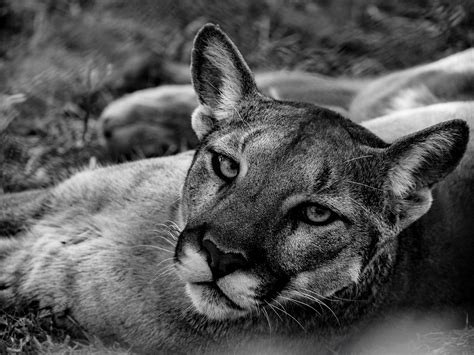 Black Cougar Photos, Download The BEST Free Black Cougar Stock Photos