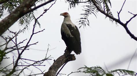 Palm-nut Vulture adult - John Caddick | John Caddick