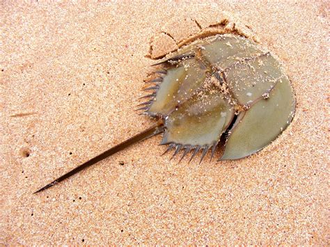 horseshoe crab