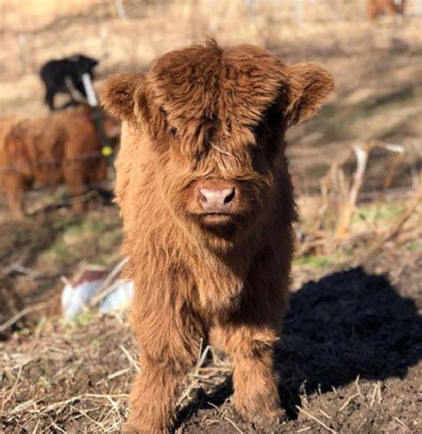 Proof That Highland Cattle Calves Are The Most Adorable Creatures On ...