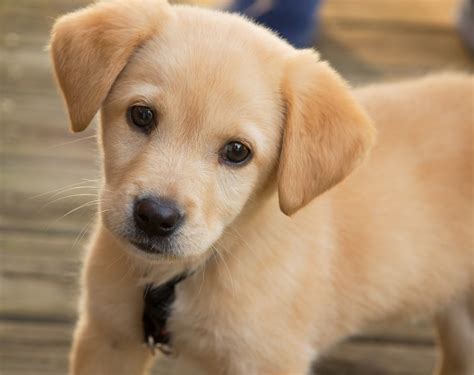 pics  cute dogs  puppies infinite world wonders