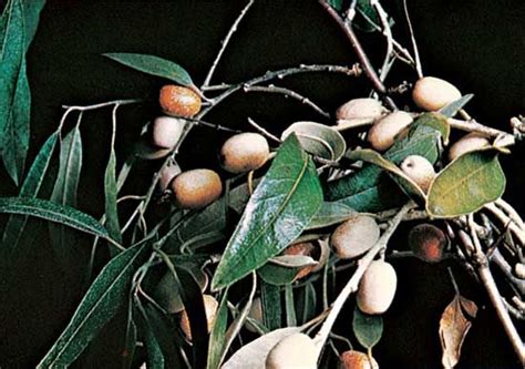 Rosales | Definition, Characteristics, Flowers, Order, & Facts | Britannica