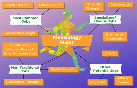 12 Jobs For Kinesiology Majors | The University Network 