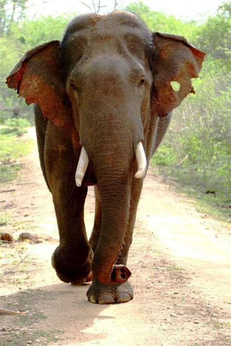 Wild Elephant Deaths in Sri Lanka - Love Sri Lanka