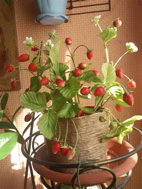 Земляника | Пикабу