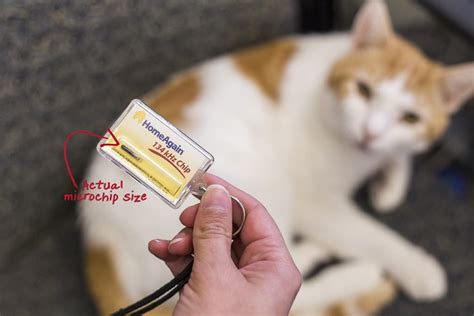august  microchip month  boston vet care