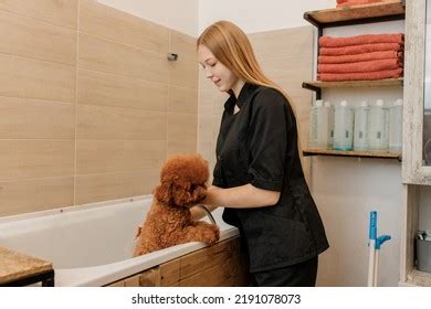 369 Teacup Poodle Stock Photos, Images & Photography | Shutterstock