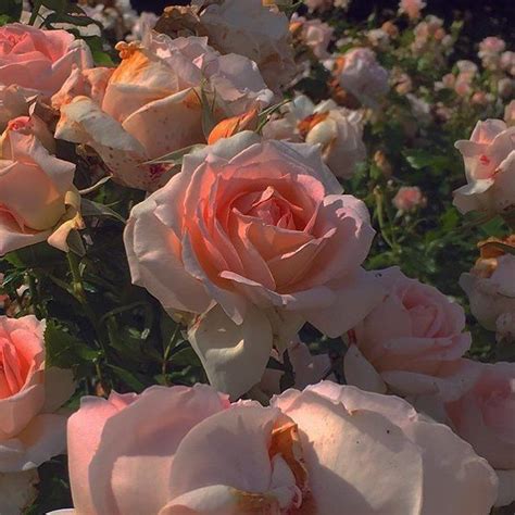 𝑷𝒊𝒏𝒕𝒆𝒓𝒆𝒔𝒕: 𝒉𝒐𝒏𝒆𝒆𝒚𝒋𝒊𝒏 | Flowers photography, Flower aesthetic, Flowers
