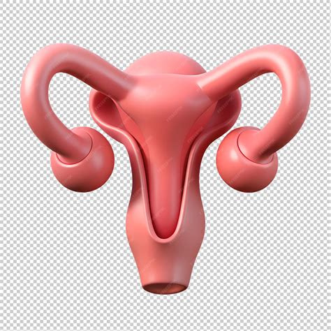 Fundo Do Útero - Estrutura de órgãos internos do útero humano ícone 3D no fundo ...