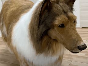 Toco, the human dog: Japanese man spends $15K to become a rough collie ...