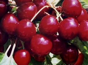Чудо-вишня » Эксклюзивный ландшафтный дизайн в Сочи
