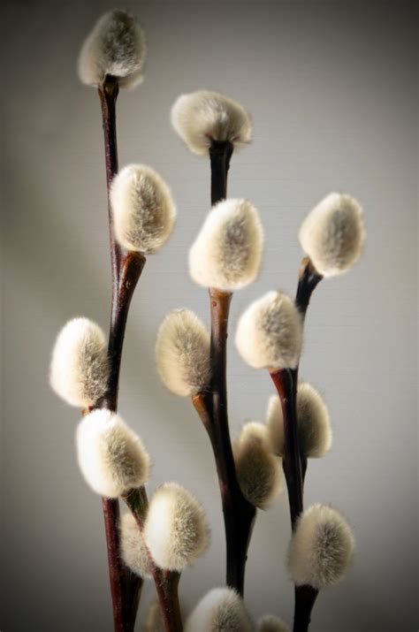 Twig Of Pussy Willow Free Stock Photo - Public Domain Pictures