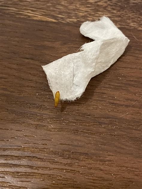 wormlarvae identification rpestcontrol