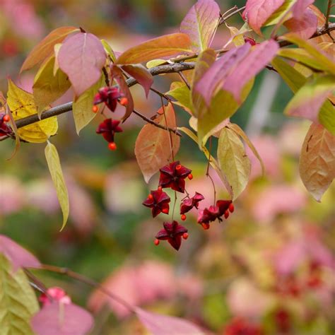 Großfrüchtiges Pfaffenhütchen / Euonymus planipes