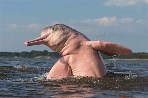 strangest rainforest creatures youve  heard    animals