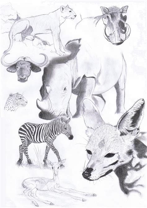 African Animals II by Schattey on DeviantArt
