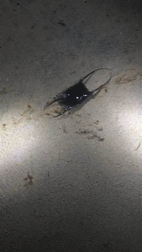Poison headcrab spotted : r/HalfLife
