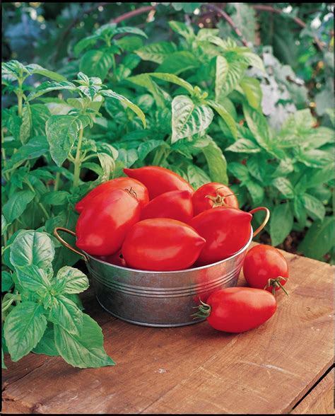 Tomato Seeds F1 Hybrids Available Online UK – JustSeed