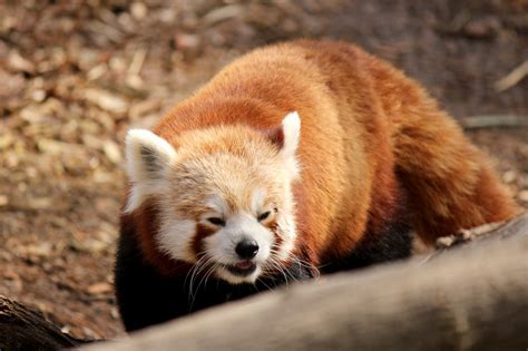 red panda   stock photo public domain pictures