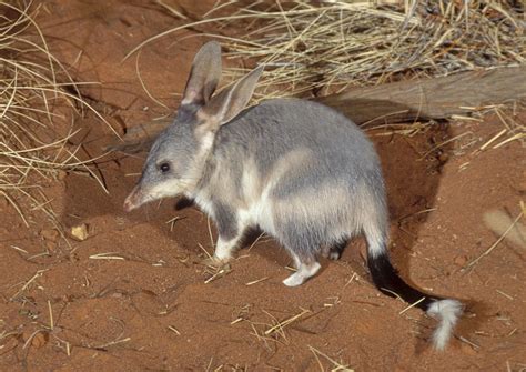 bilby - Kids | Britannica Kids | Homework Help