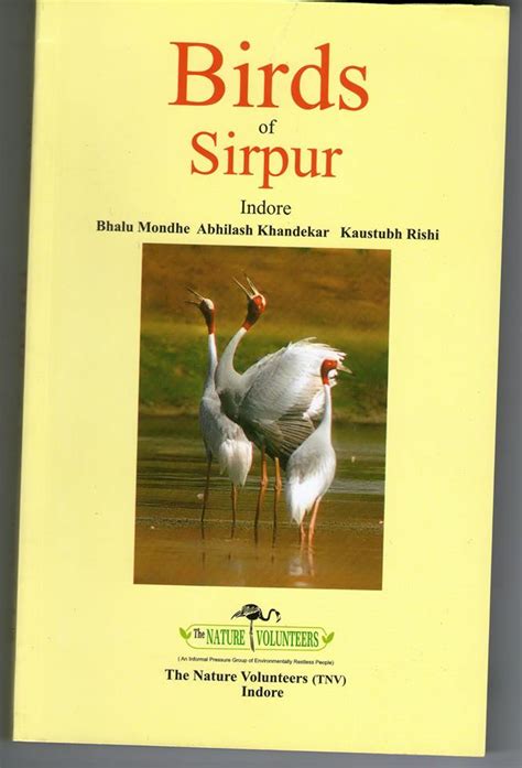 musings   unknown indian birds  sirpur indore  bhalu mondhe