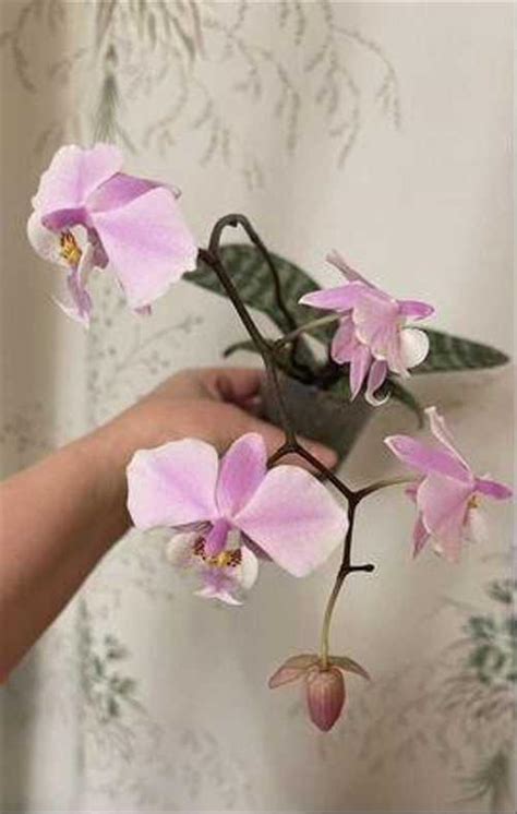 Орхидея Phalaenopsis schilleriana "MSH" | Festima.Ru - Мониторинг ...