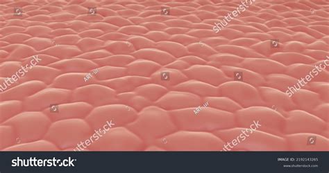 human skin cells  illustration stock illustration
