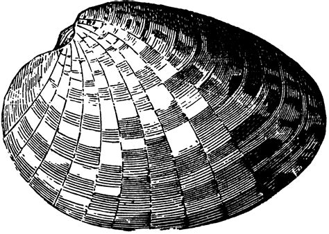 Cytherea Maculata (Linn.) | ClipArt ETC