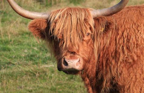 images grass farm meadow animal wildlife horn  pasture