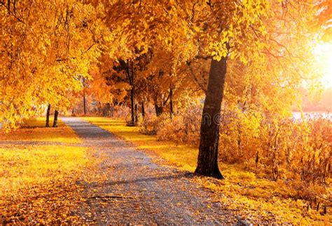fall trees  sunny autumn park lit  sunshine sunny fall landscape