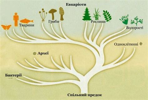 Археї, бактерії та еукаріоти | Тест з біології – «На Урок»
