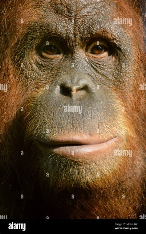 orangutan monkey Stock Photo - Alamy