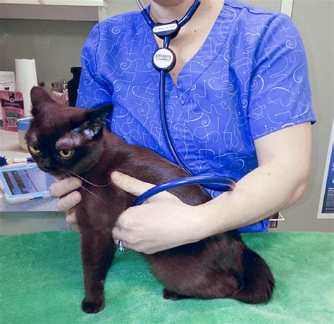 Caring for Burmese – National Alliance of Burmese Breeders