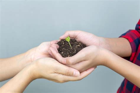 Segura A Planta No Solo - rapaz segurando a planta jovem no solo nas mãos. mãe e filho mão ...