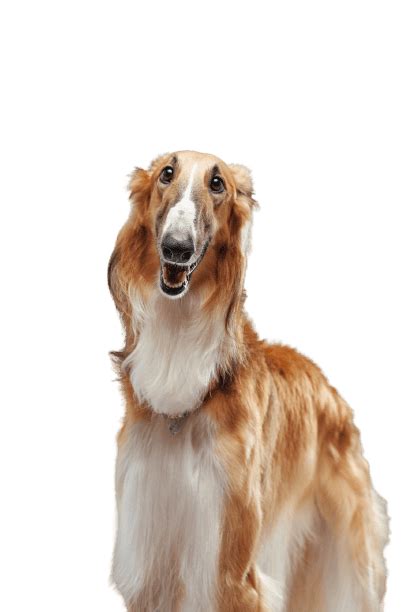 Saluki Welpen kaufen - Welpe.de