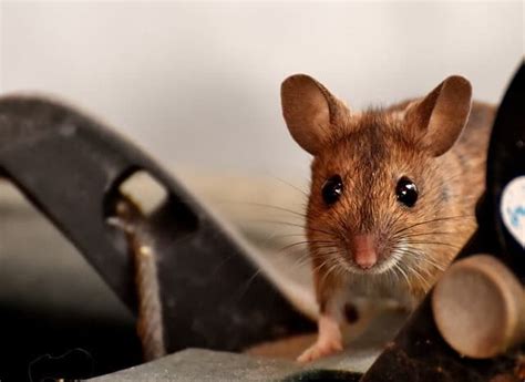 Mice Masters Of Deception: 5 Clever Ways They Sidestep Snare