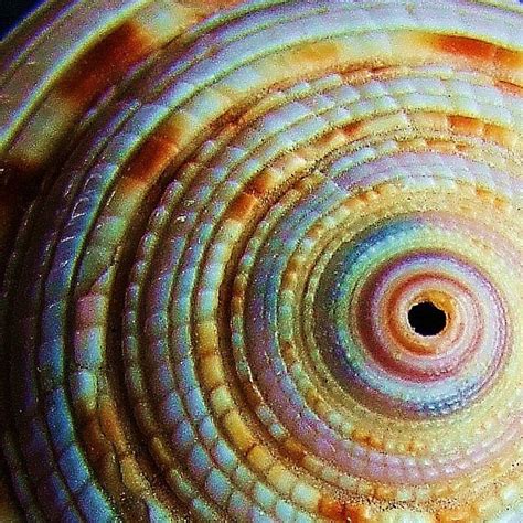 Spirals in Nature | Spiral in nature Fractals In Nature, Spirals In ...