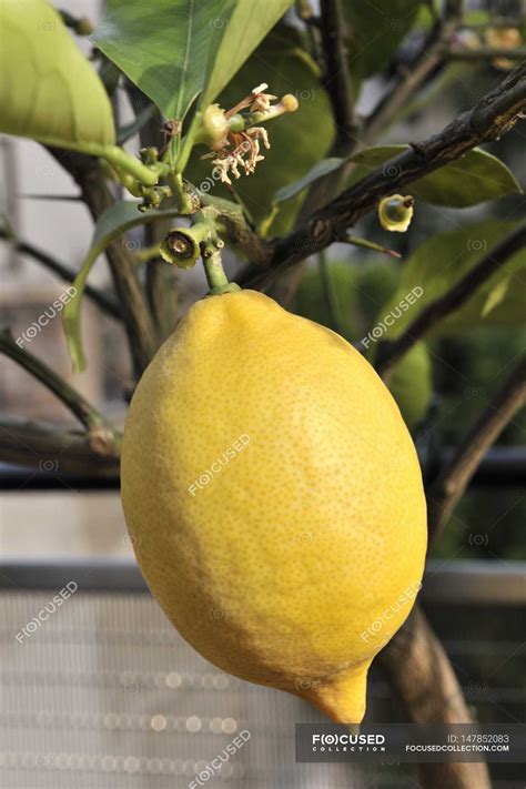 Lemon growing on tree — sour, clean eating - Stock Photo | #147852083