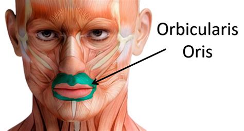 Orbicularis Oris Function