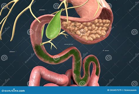 A Tube that Carries Bile from the Liver and Gallbladder, through the ...