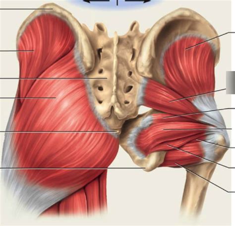 posterior butt/thigh muscles Diagram | Quizlet