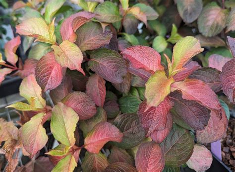 Weigela florida ‘Midnight Sun’™ – Secret Garden Growers