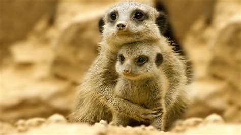 Bebe Animaux